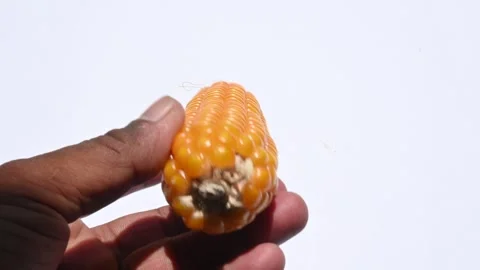 Corn cobs. Stock Footage 253500036