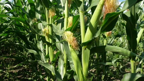 Corn cobs Stock Footage 272791597