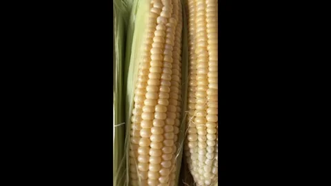 Corn cobs Stock Footage 279297798