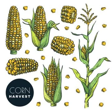 Corn cobs, grain, isolated on white background. Sketch vector illustration. C Stock Illustration