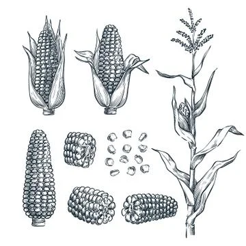 Corn cobs, grain, vector sketch illustration. Cereal agriculture, hand drawn Stock Illustration