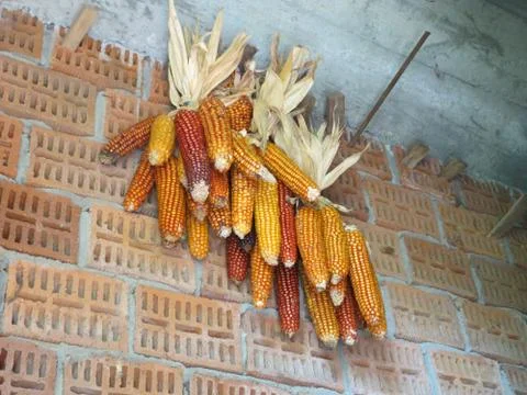 Corn cobs in granary Stock Photos