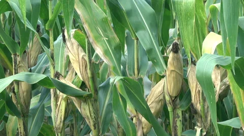 Corn cobs on green Cornfield 動画素材 59537396