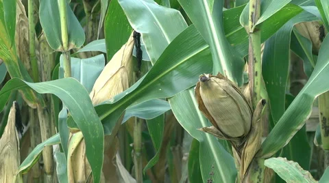 Corn cobs on green Cornfield 動画素材 59537953