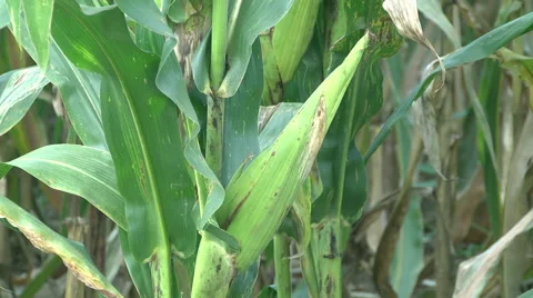 Corn cobs on green Cornfield Video stock 59538643