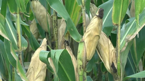 Corn cobs on green Cornfield Video stock 59540709