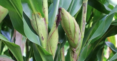 Corn cobs on the green cornfield Video stock 72996939
