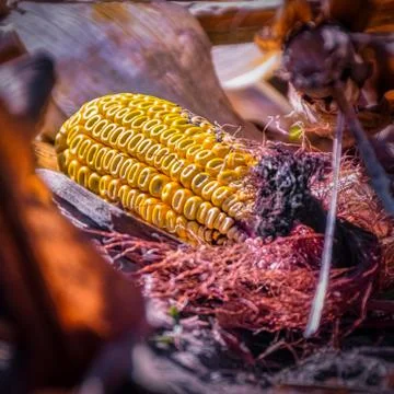 Corn cobs on ground missed during harvesting Stock Photos