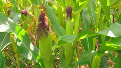 Corn cobs growing in field. Healthy maize plants with developing ears and green Stock Footage 341334066