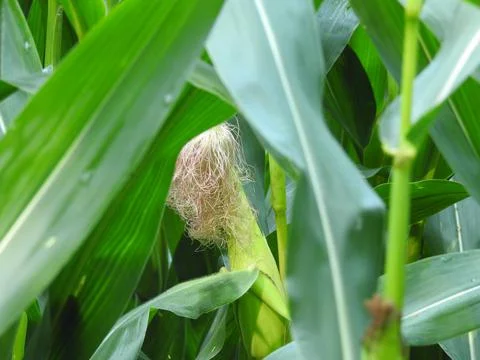 Corn cobs growing Stock Photos