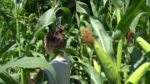 Corn Cobs Growing on Plants in Green Agricultural Field 스톡 동영상 342330034