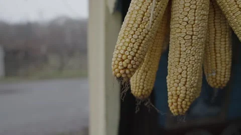 Corn Cobs hang under the roof to dry in the wind Stock Footage 321294629