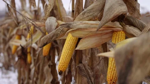 Corn cobs hang on yellow stalks Stock Footage 236253935
