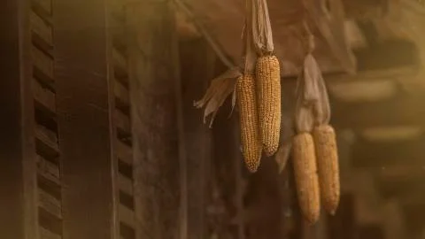 Corn cobs hanging on the barn. Stock Photos