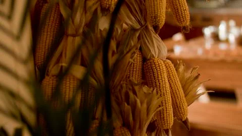 Corn cobs hanging in the pantry Stock Photos