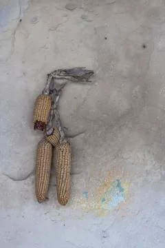 Corn cobs hanging on the wall Stock Photos