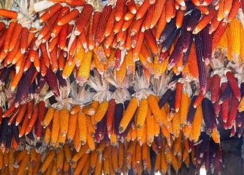 Corn cobs hung from the ceiling to dry to avoid gnawing by rodents Stock Photos