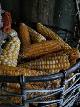 Corn cobs in husk close-up Stock Photos