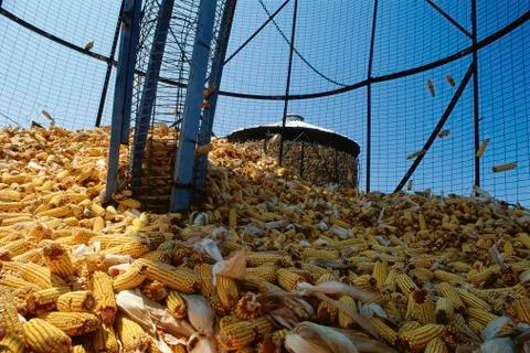 Corn cobs inside grain elevator 스톡 사진