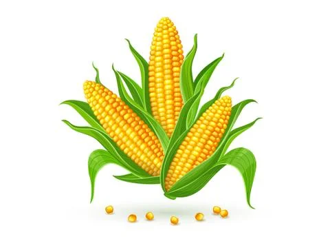 Corn cobs isolated. Illustration. 스톡 일러스트