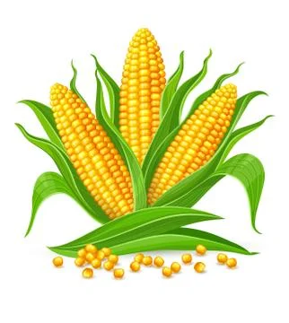 Corn cobs isolated. Illustration. Stock Illustration