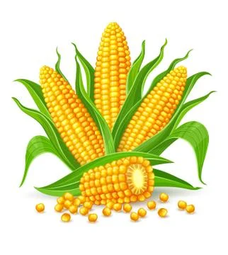 Corn cobs isolated. Illustration. Stock Illustration