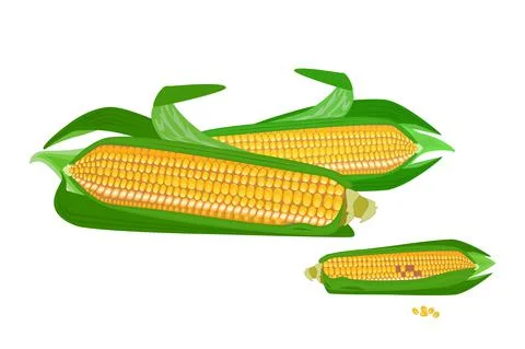 Corn cobs isolated on white background. Sweet golden ripe corn group. Stock Illustration