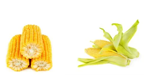 Corn cobs isolated on white . Collage. Free space for text. Wide photo. Stock Photos