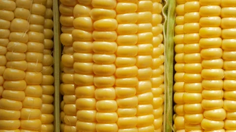 Corn cobs with leaves. Corn, top view. Stock Footage 138343106