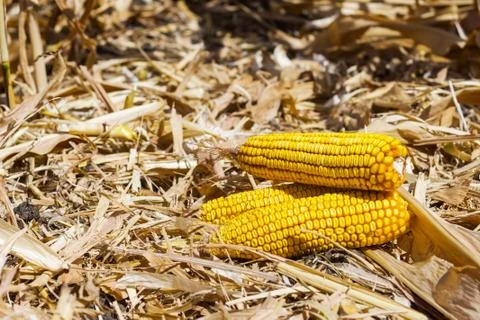 Corn cobs left on the field after harvesting Stock Photos