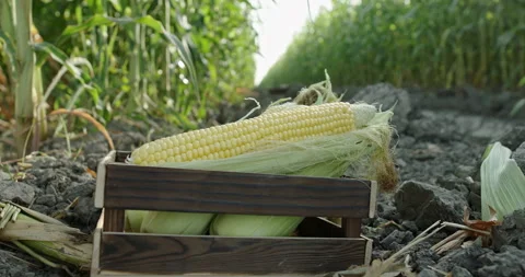 Corn cobs lie in a box for harvesting on the background of a corn field. Corn Vidéo 141917934