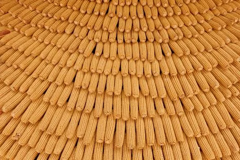 Corn cobs lie in rows. Yellow peeled dry corncobs stacked in rows. Stock Photos
