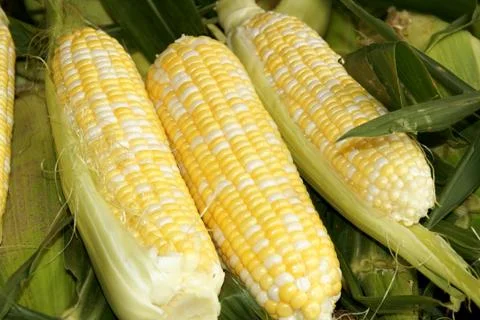 Corn cobs at the market Stock Photos