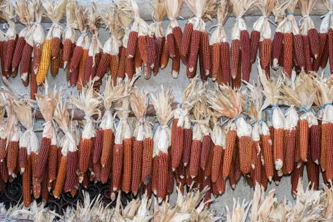 Corn cobs at the market Stock Photos