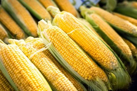 Corn Cobs on the Market Stand Stock Photos