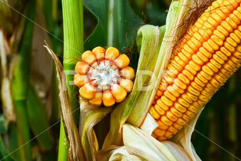 Corn cobs, mature, full of grain in the field, before harvesting Stock Photos