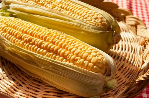 Corn cobs Stock Photos