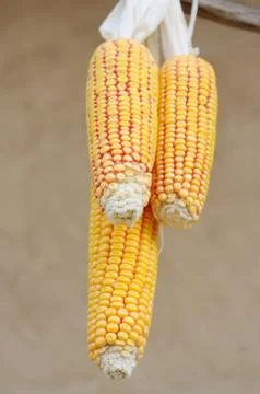 Corn cobs Foto stock