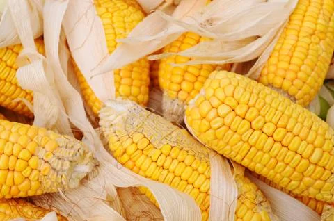 Corn cobs Stock Photos