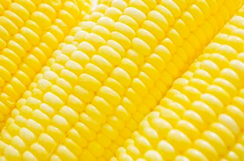 Corn cobs Foto stock