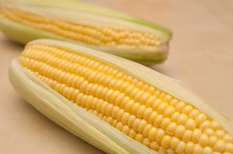 Corn cobs Stock Photos