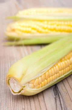 Corn cobs Stock Photos