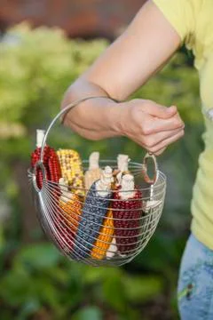 Corn cobs Stock Photos