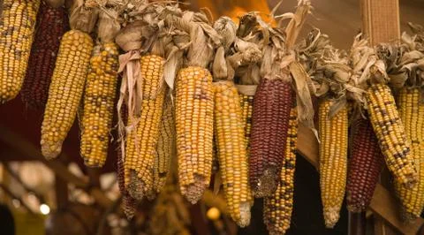 Corn cobs Stock Photos