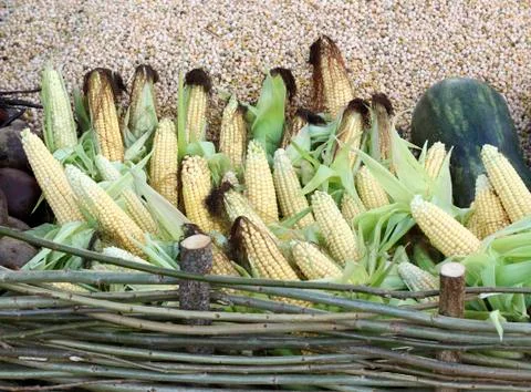 Corn cobs Stock Photos