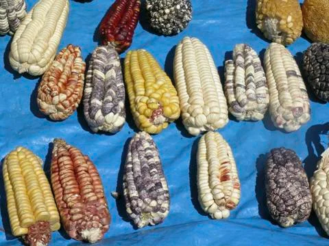 Corn cobs Fotos de archivo