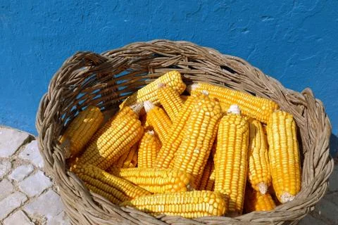 Corn Cobs Stock Photos