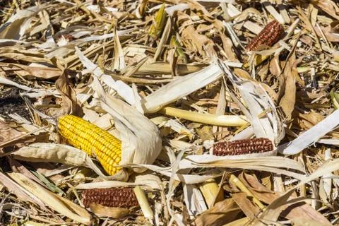 Corn cobs Stock Photos