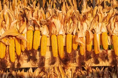 Corn cobs Stock Photos