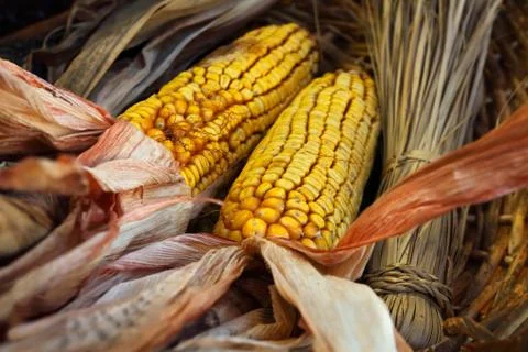Corn cobs Stock Photos